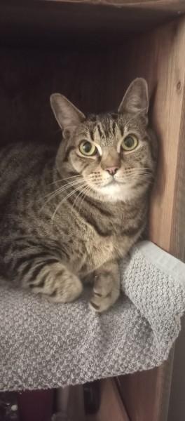 Katniss, ADOPTABLE, Adult Female Domestic Short Hair.