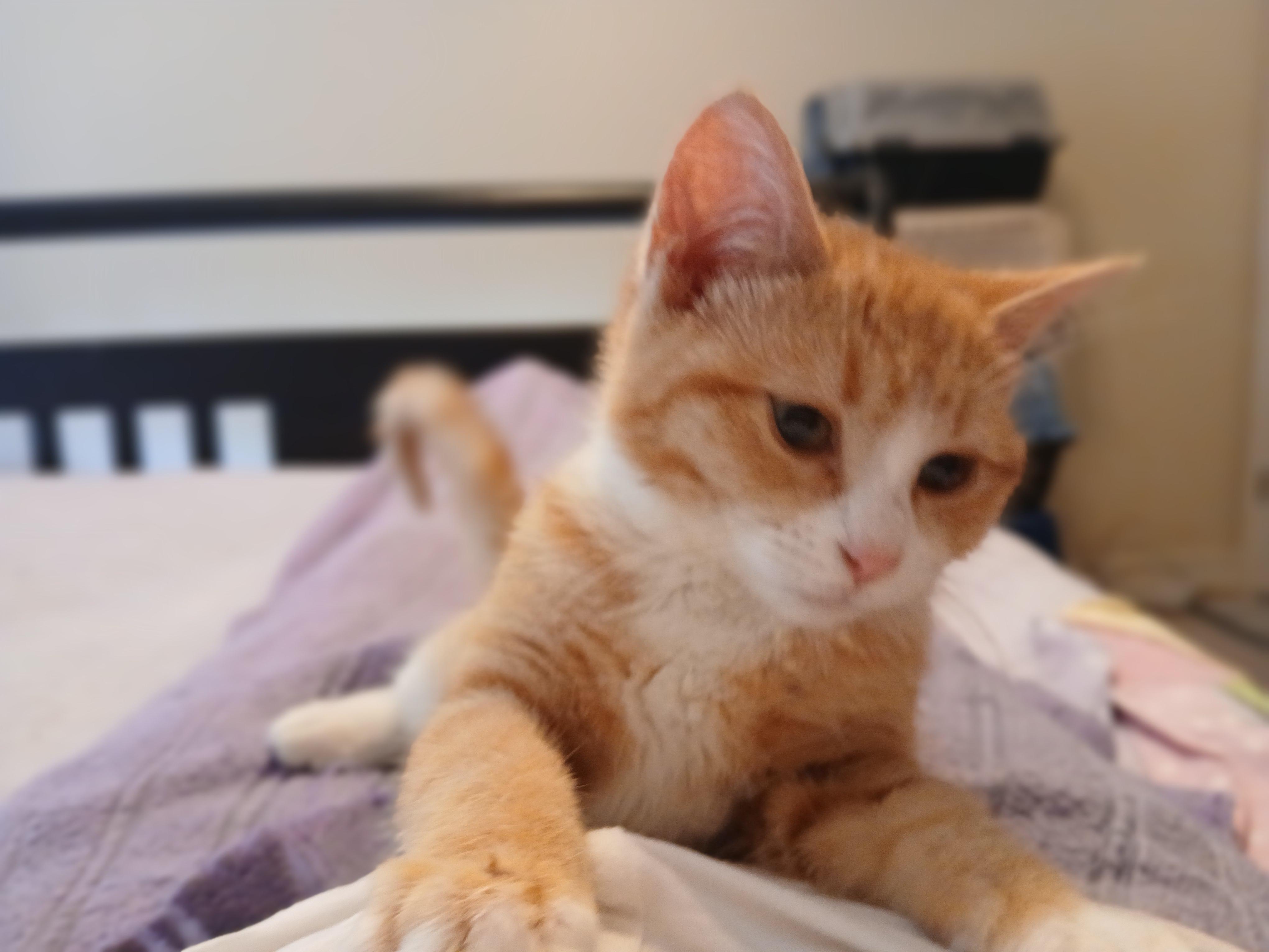 Enlarge Catherine Tate, a ADOPTABLE mixed breed in Duluth, GA image 3/5