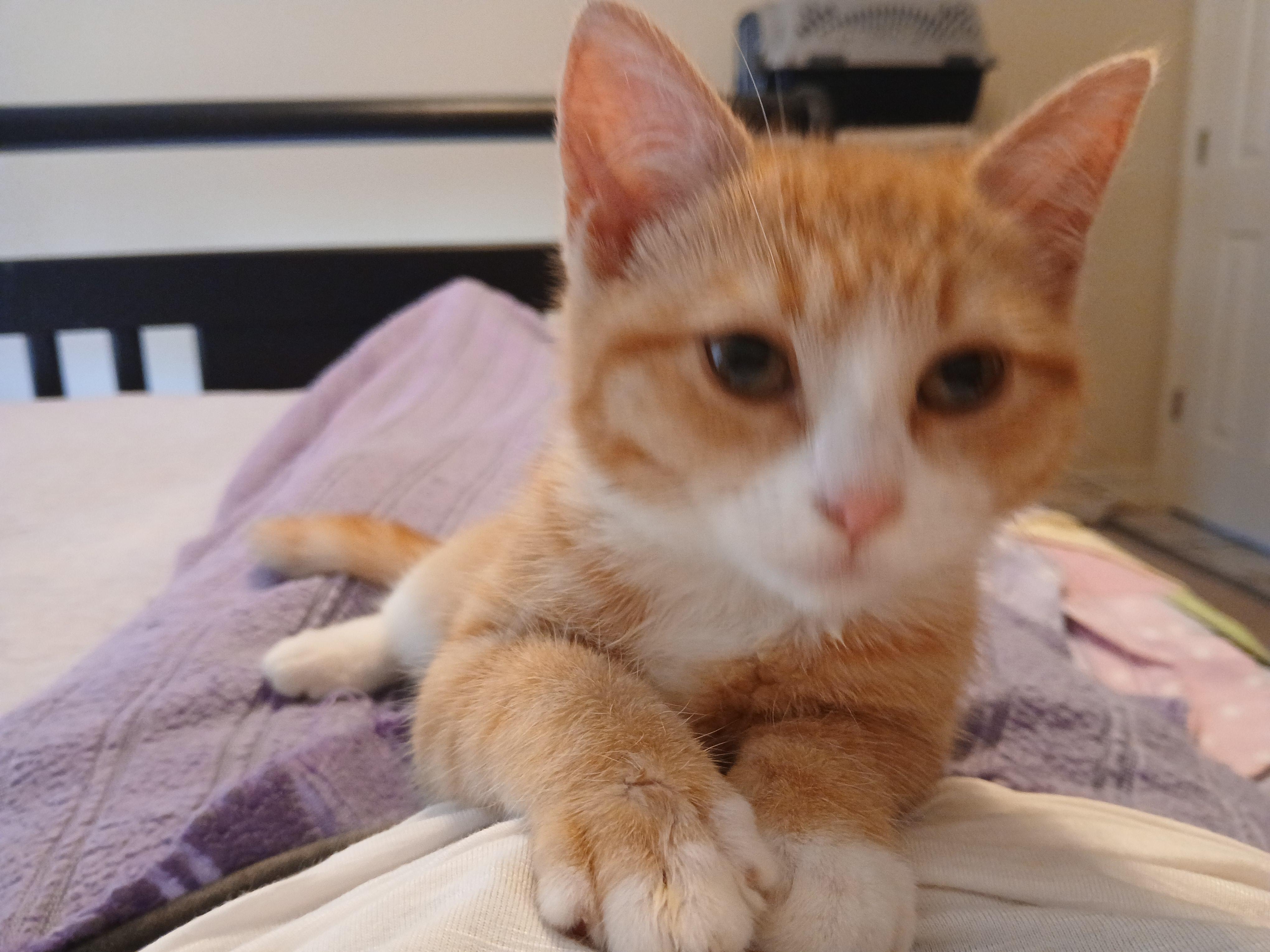 Enlarge Catherine Tate, a ADOPTABLE mixed breed in Duluth, GA image 5/5