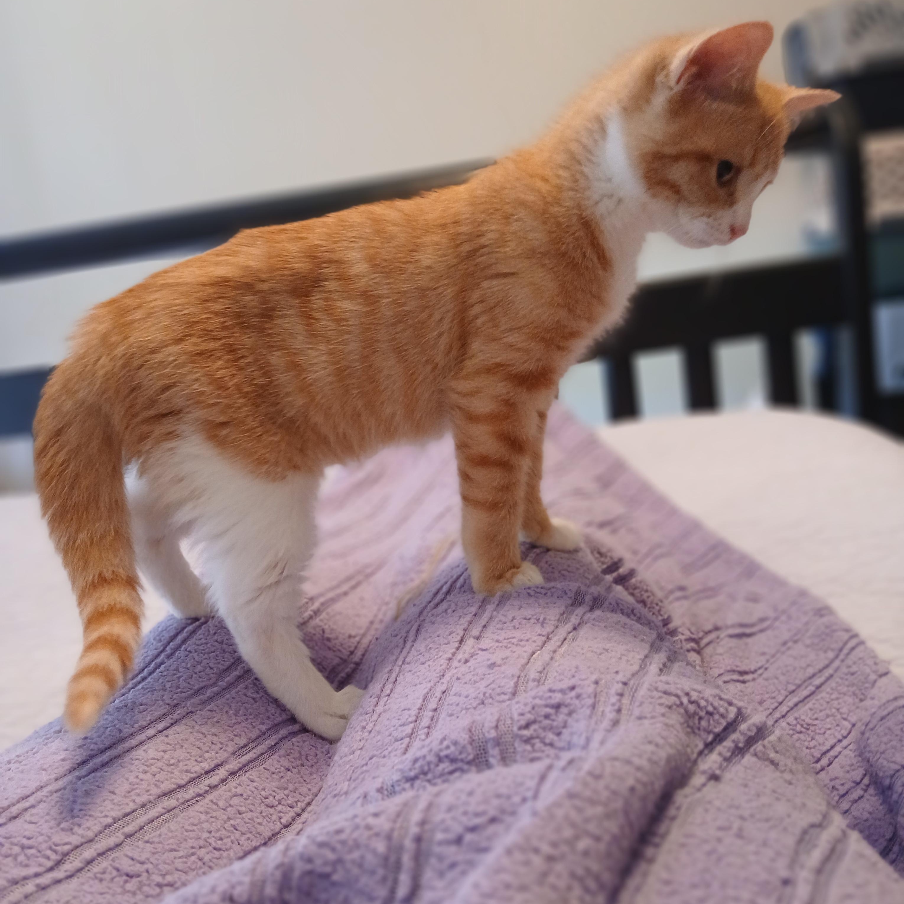 Enlarge Catherine Tate, a ADOPTABLE mixed breed in Duluth, GA image 4/5