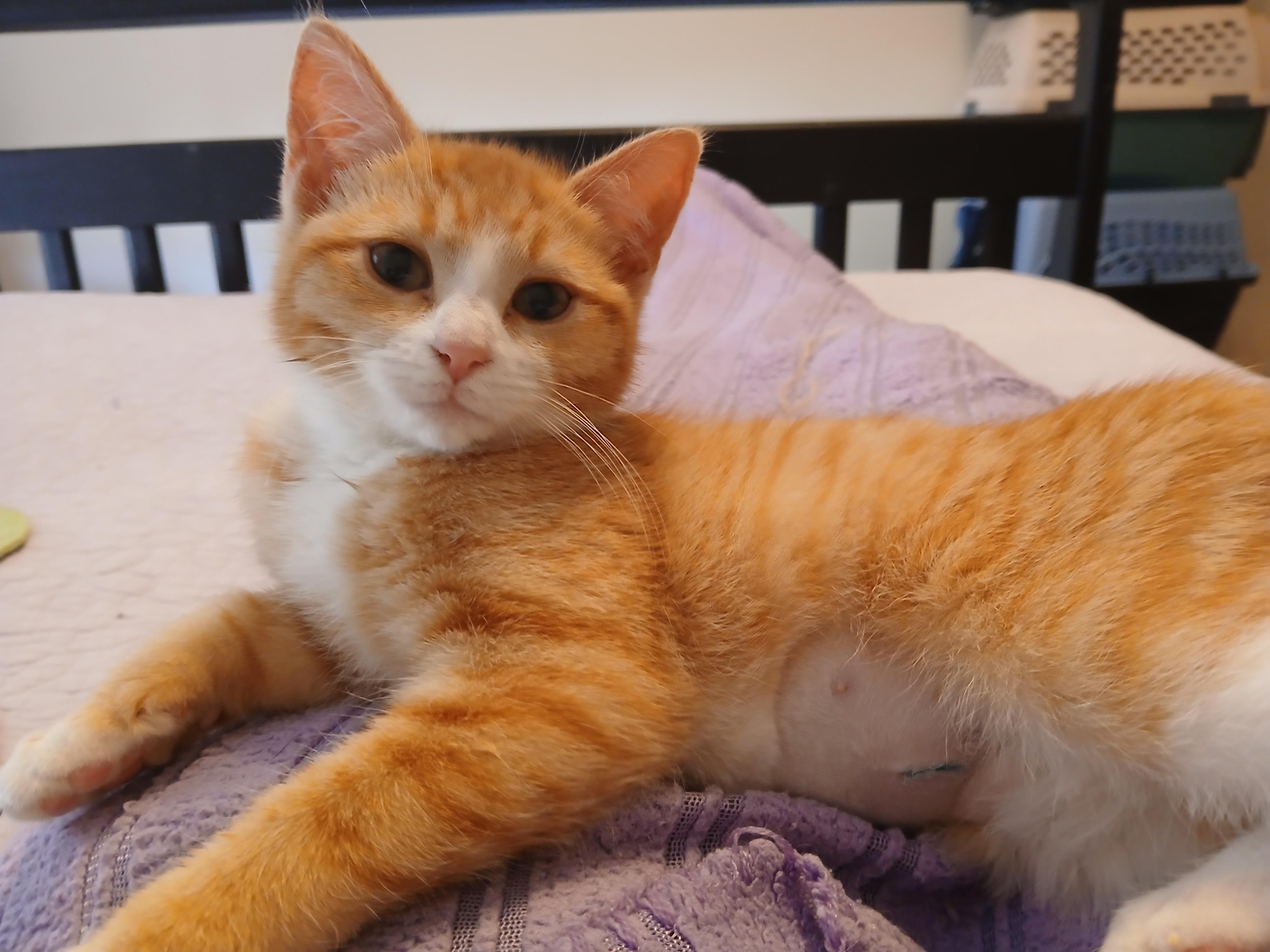 Catherine Tate, ADOPTABLE, Kitten Female Domestic Short Hair.