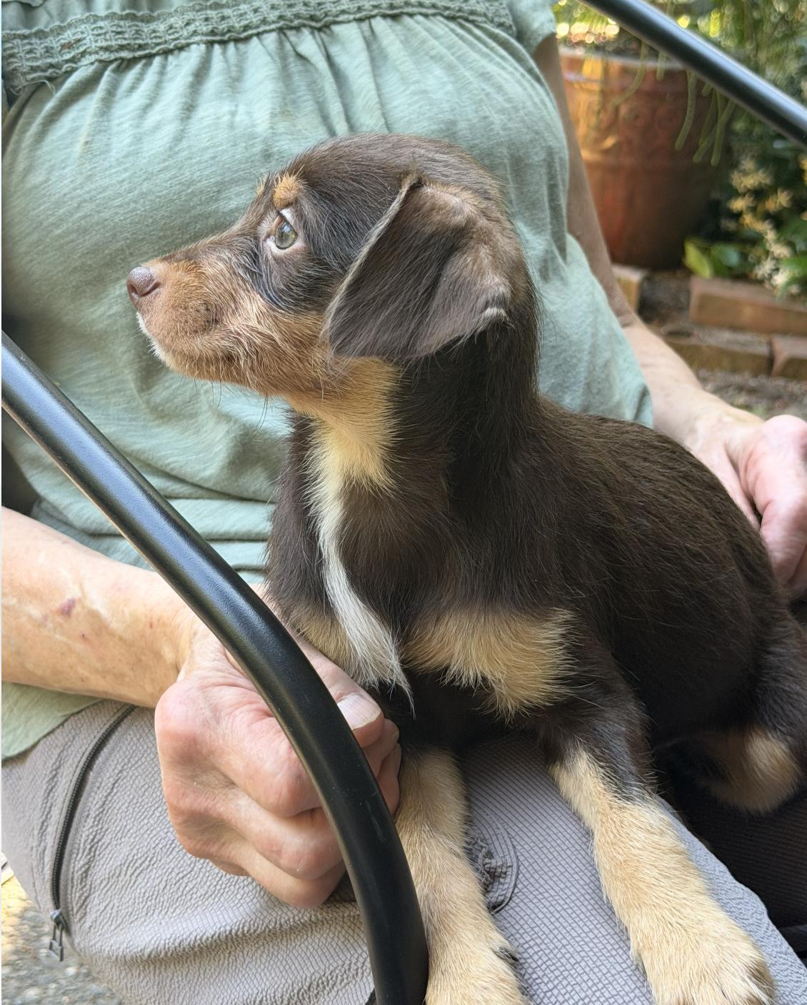 Maple, Willow, & Cedar, a ADOPTABLE mixed breed in Puyallup, WA image 1/4