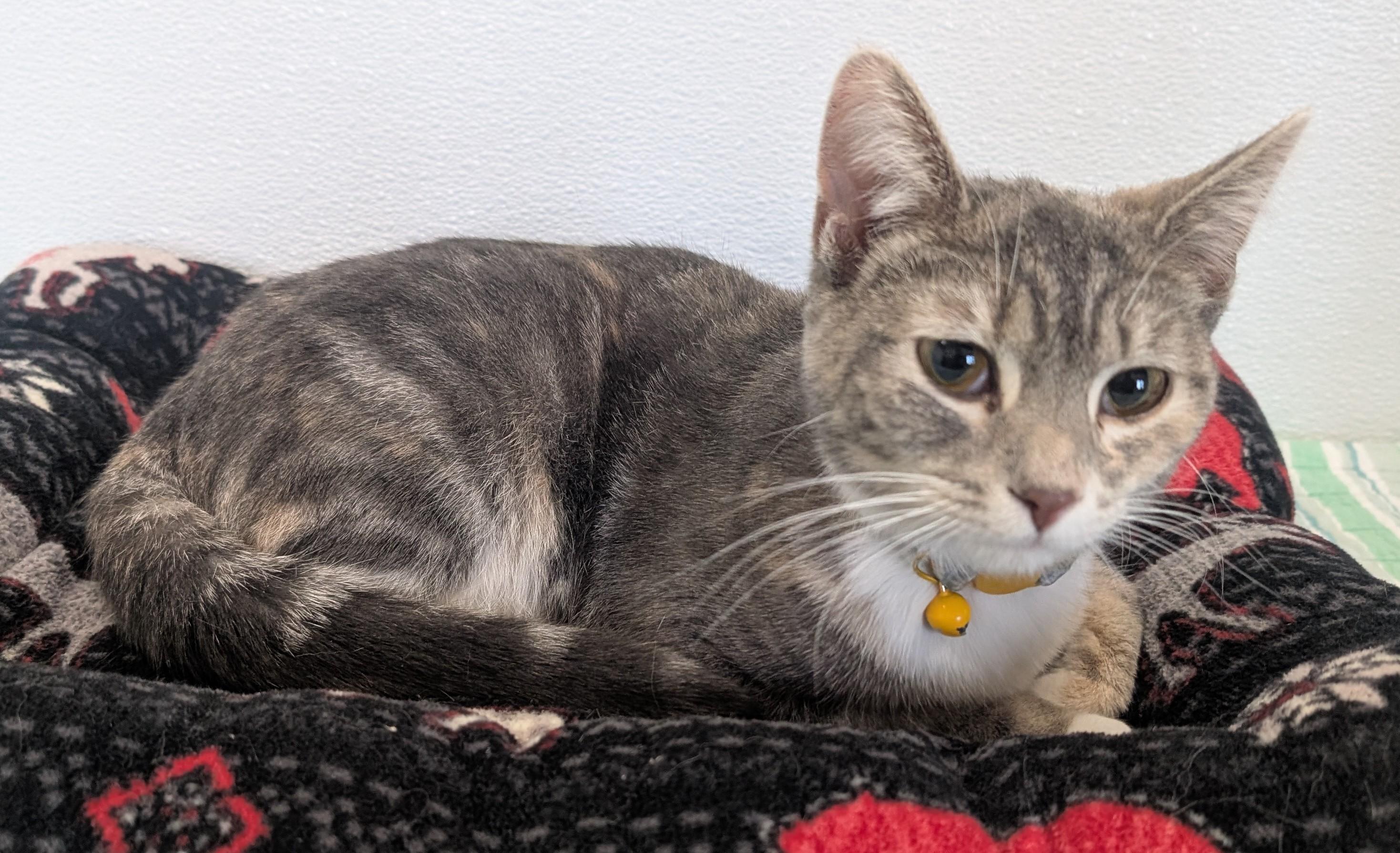 Enlarge Stella, an adopted Domestic Short Hair in New Ulm, MN image 3/3