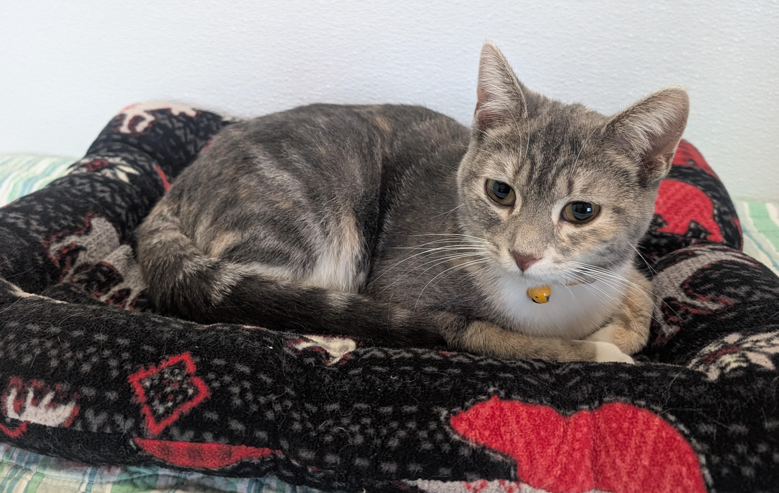 Enlarge Stella, an adopted Domestic Short Hair in New Ulm, MN image 2/3