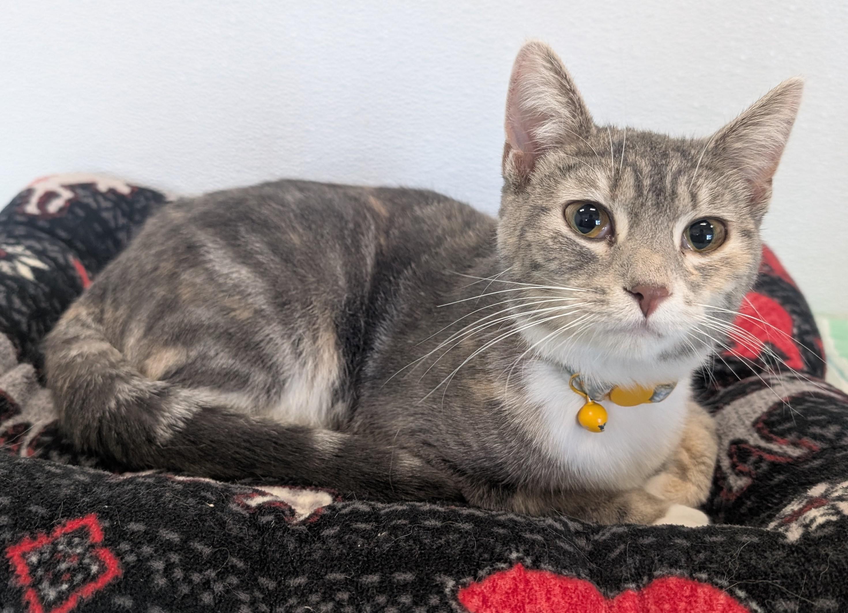 Stella, adopted, Adult Female Domestic Short Hair.