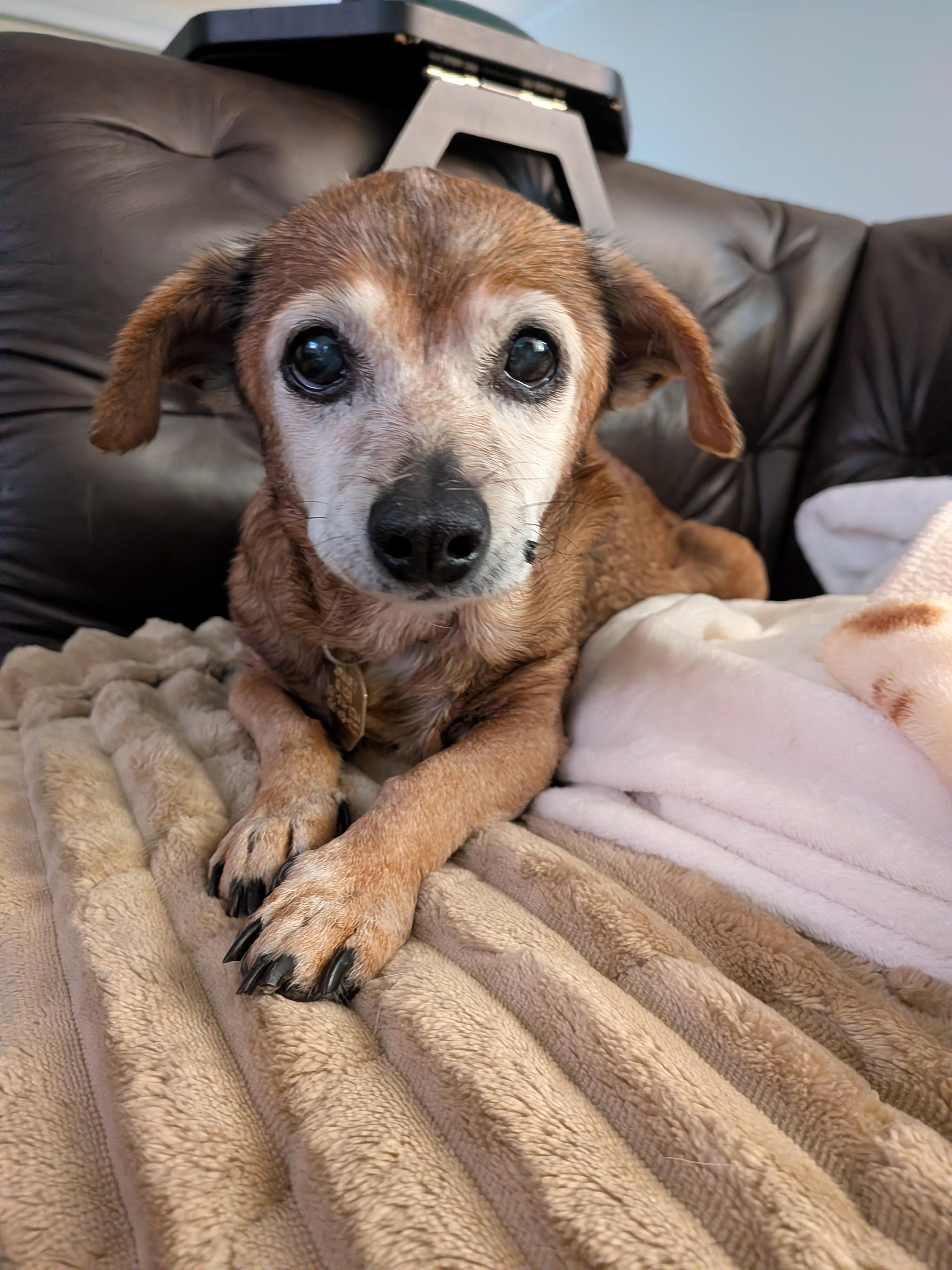 Rita, Adoptable, Senior Female Chiweenie.