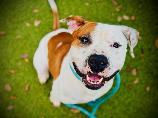 PETEY, Adoptable, Young Male Pit Bull Terrier & Mixed Breed.