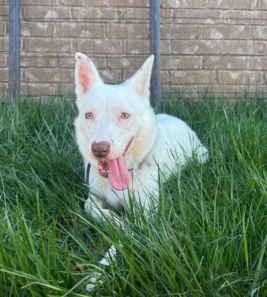 Enlarge Flint, a Adoptable mixed breed in Fayetteville, AR image 1/5