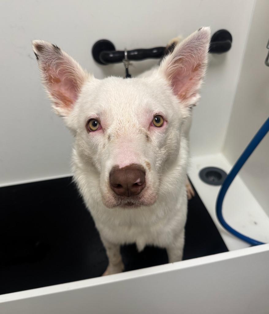 Enlarge Flint, a Adoptable mixed breed in Fayetteville, AR image 2/5