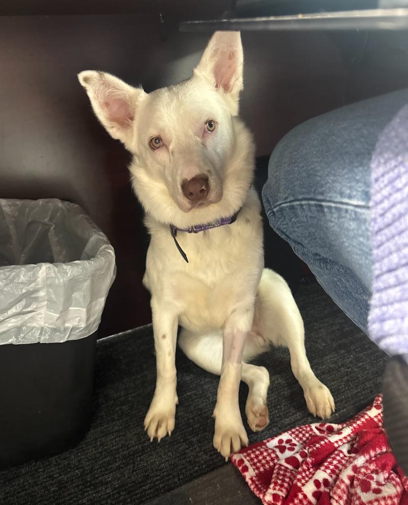 Enlarge Flint, a Adoptable mixed breed in Fayetteville, AR image 3/5