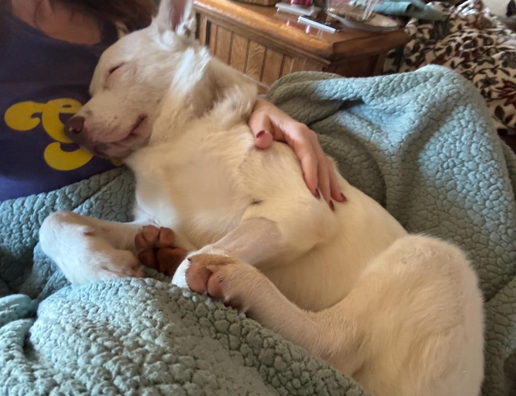 Enlarge Flint, a Adoptable mixed breed in Fayetteville, AR image 4/5