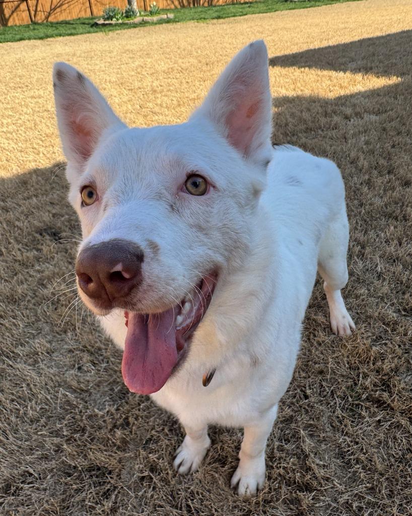 Enlarge Flint, a Adoptable mixed breed in Fayetteville, AR image 5/5