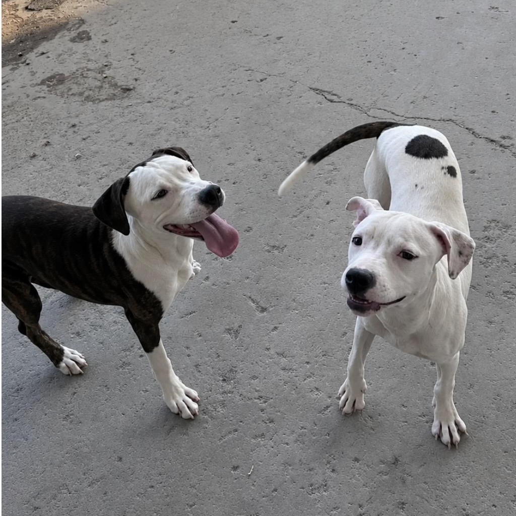 Sara, a ADOPTABLE mixed breed in Fairfield, CA image 3/3