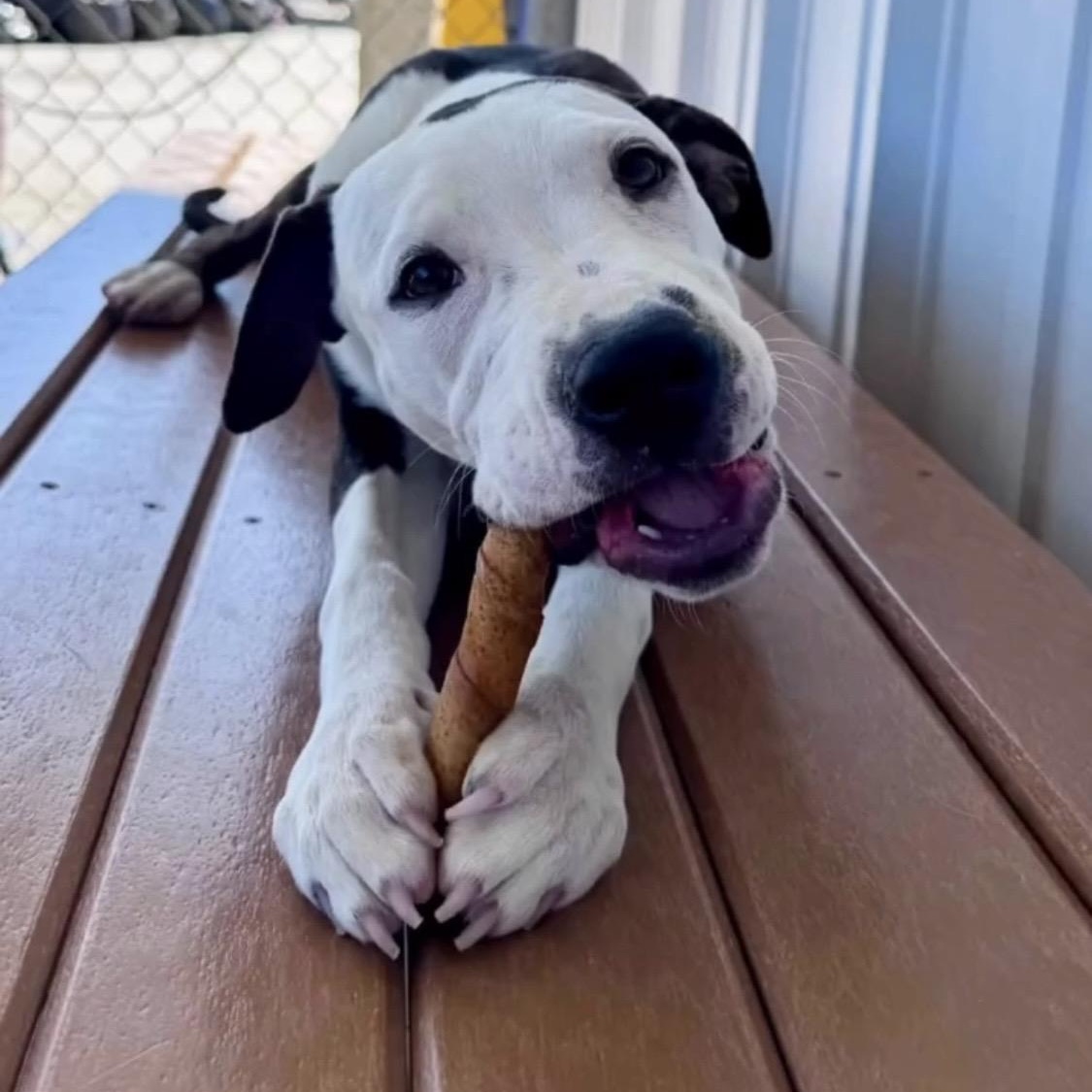 Sara, a ADOPTABLE mixed breed in Fairfield, CA image 2/3