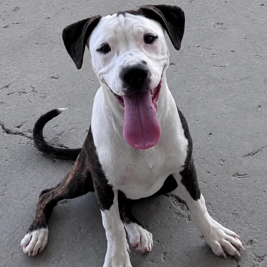 Sara, ADOPTABLE, Puppy Female Pit Bull Terrier.