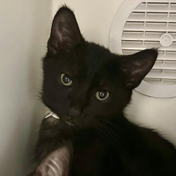 Hamilton, Adoptable, Kitten Male Domestic Short Hair.