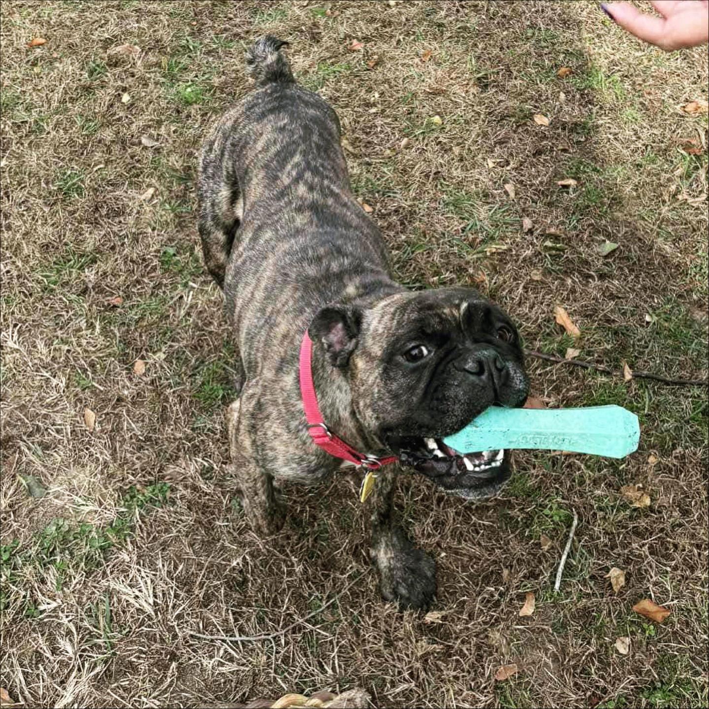 Escargo, Adoptable, Adult Female Boxer.