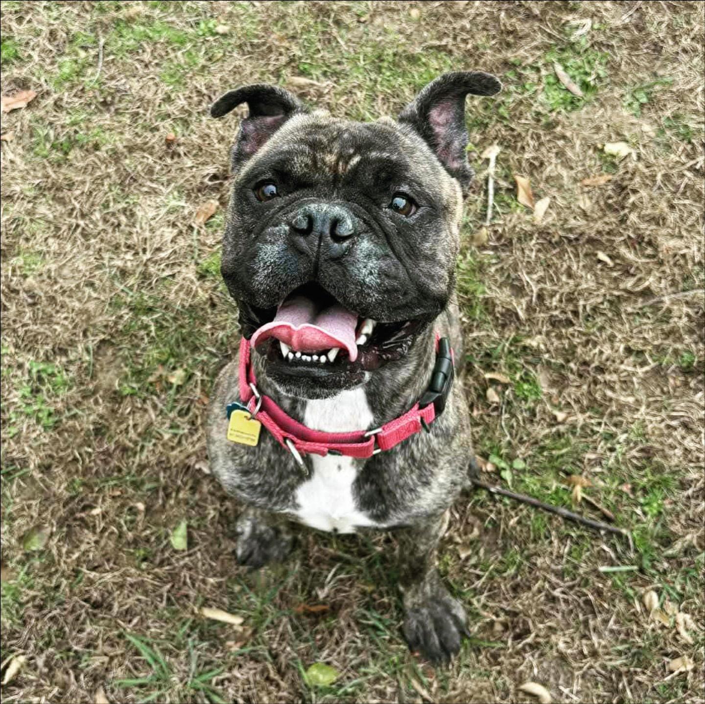 Enlarge Escargo, a Adoptable Boxer in Monticello, NY image 3/3