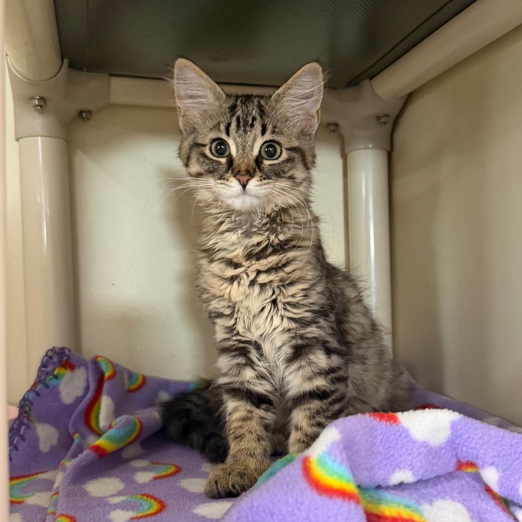 Meowtini, Adoptable, Kitten Female Domestic Medium Hair.