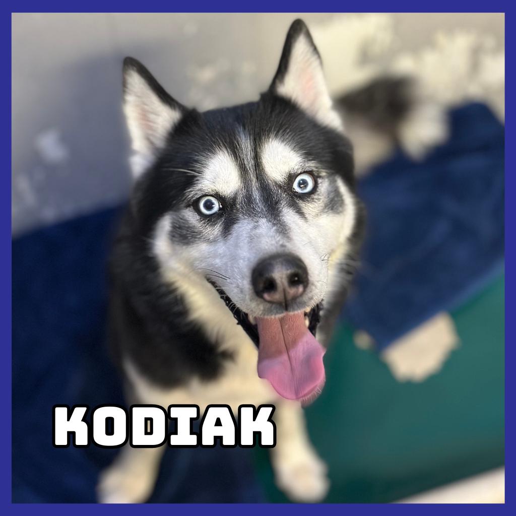 Kodiak, Adoptable, Adult Male Siberian Husky.
