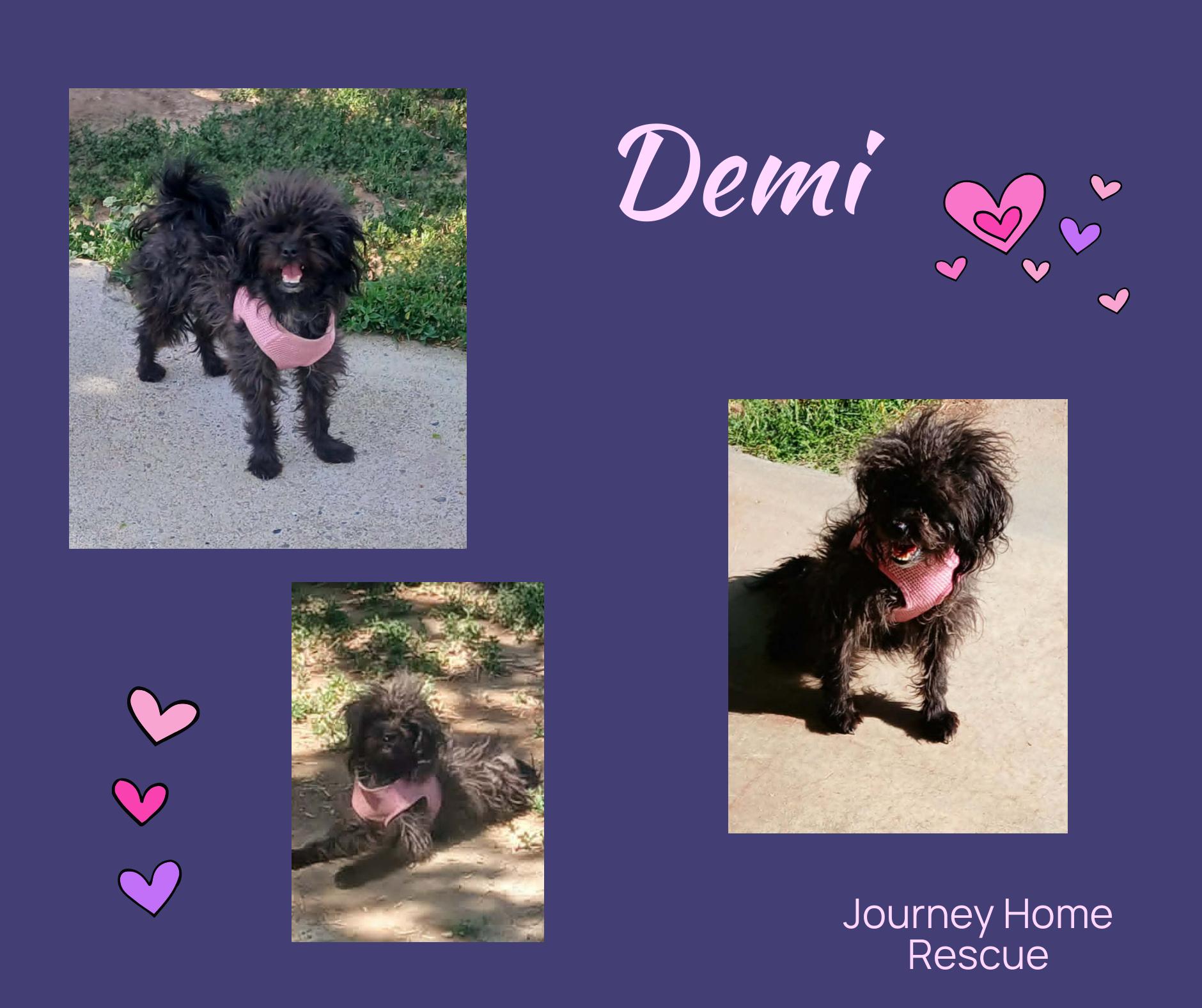 Demi, ADOPTABLE, Adult Female Maltese & Yorkshire Terrier.