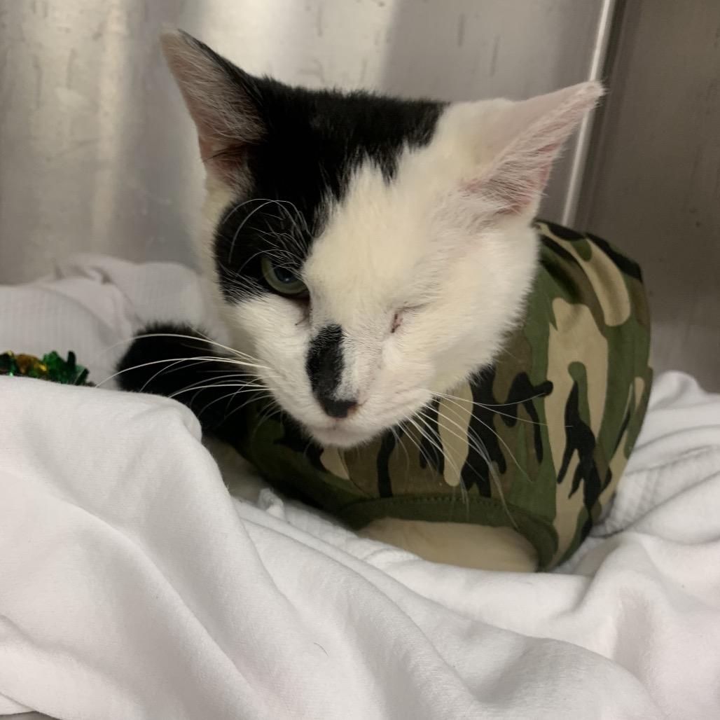 Armstrong — thumbnail 2