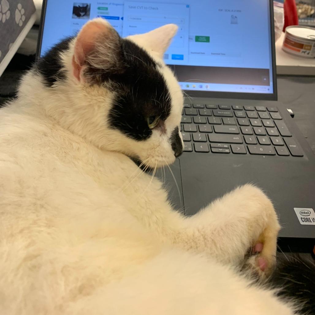 Armstrong — thumbnail 3