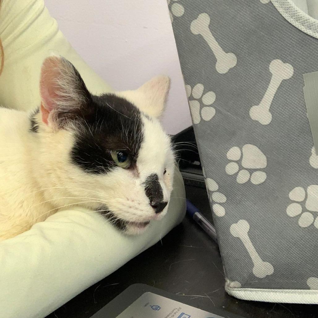 Armstrong — thumbnail 4