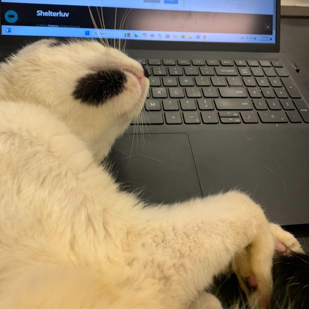 Armstrong — thumbnail 5