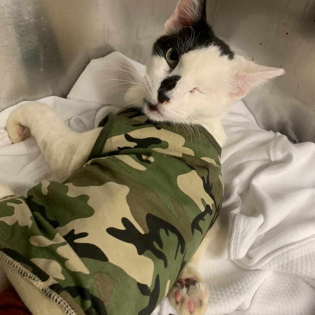 Armstrong — thumbnail 6