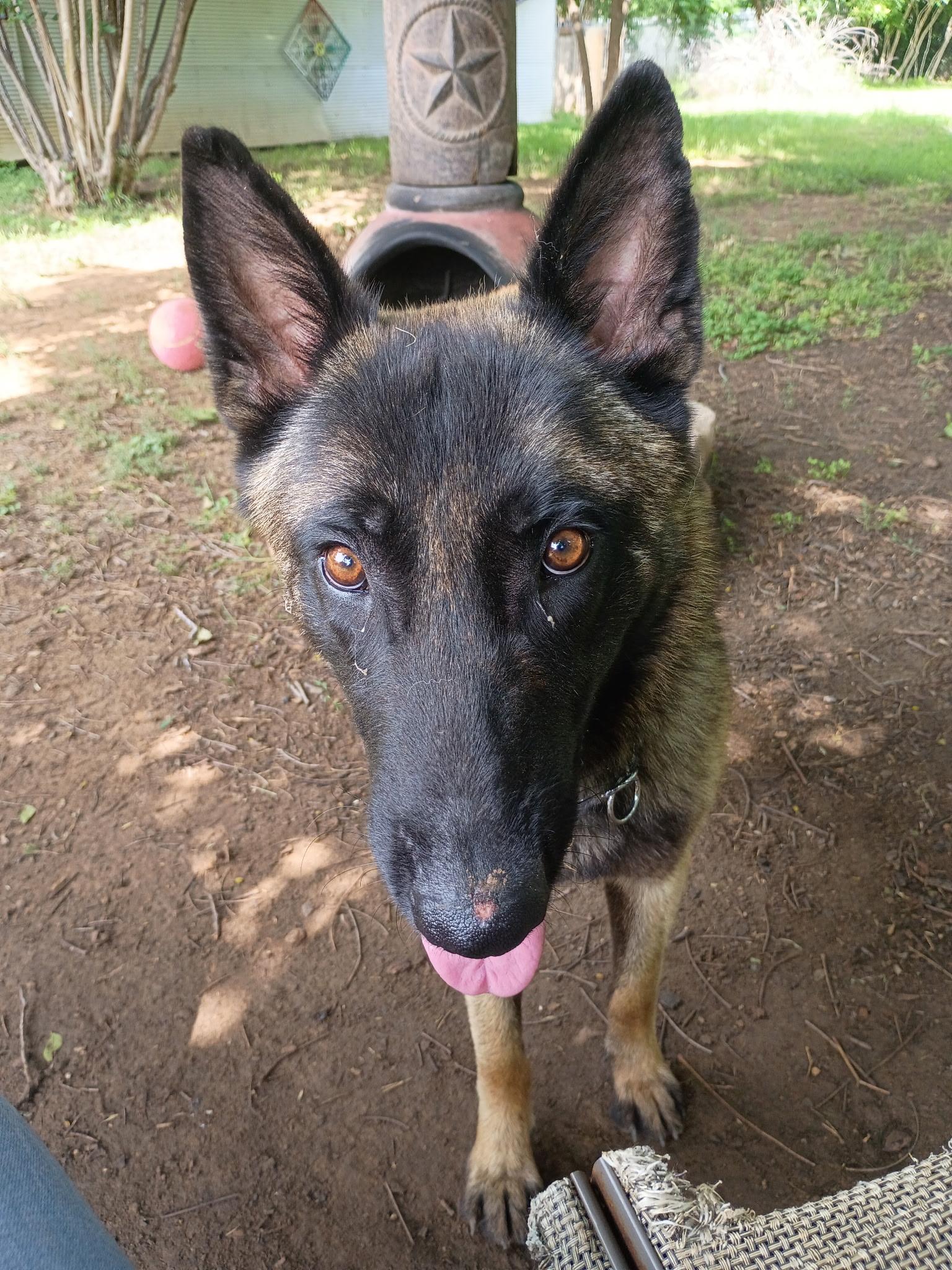 Maxwell, ADOPTABLE, Puppy Male Belgian Shepherd / Malinois.