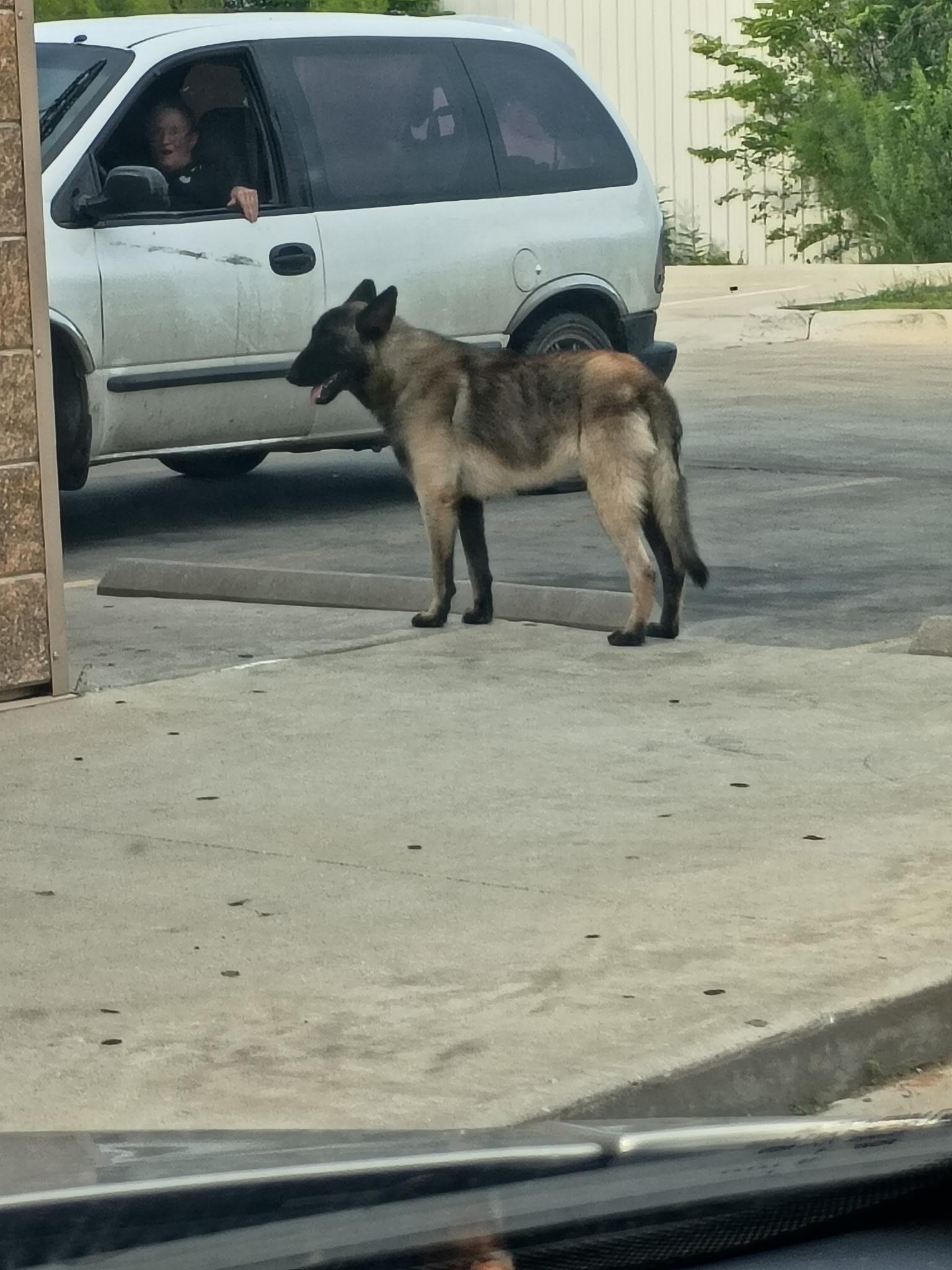 Enlarge Maxwell, a ADOPTABLE Belgian Shepherd / Malinois in Garland, TX image 3/4