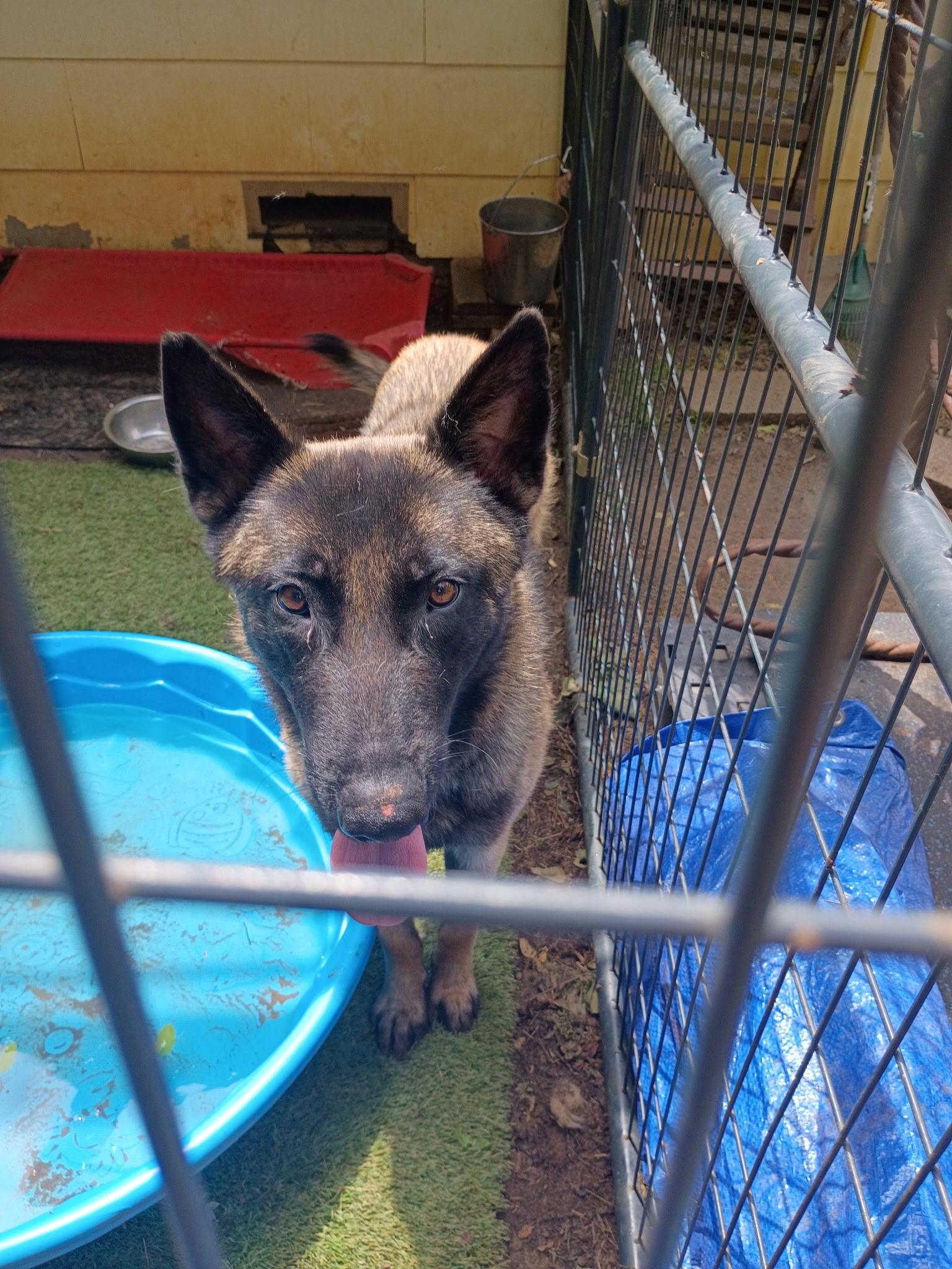 Enlarge Maxwell, a ADOPTABLE Belgian Shepherd / Malinois in Garland, TX image 2/4