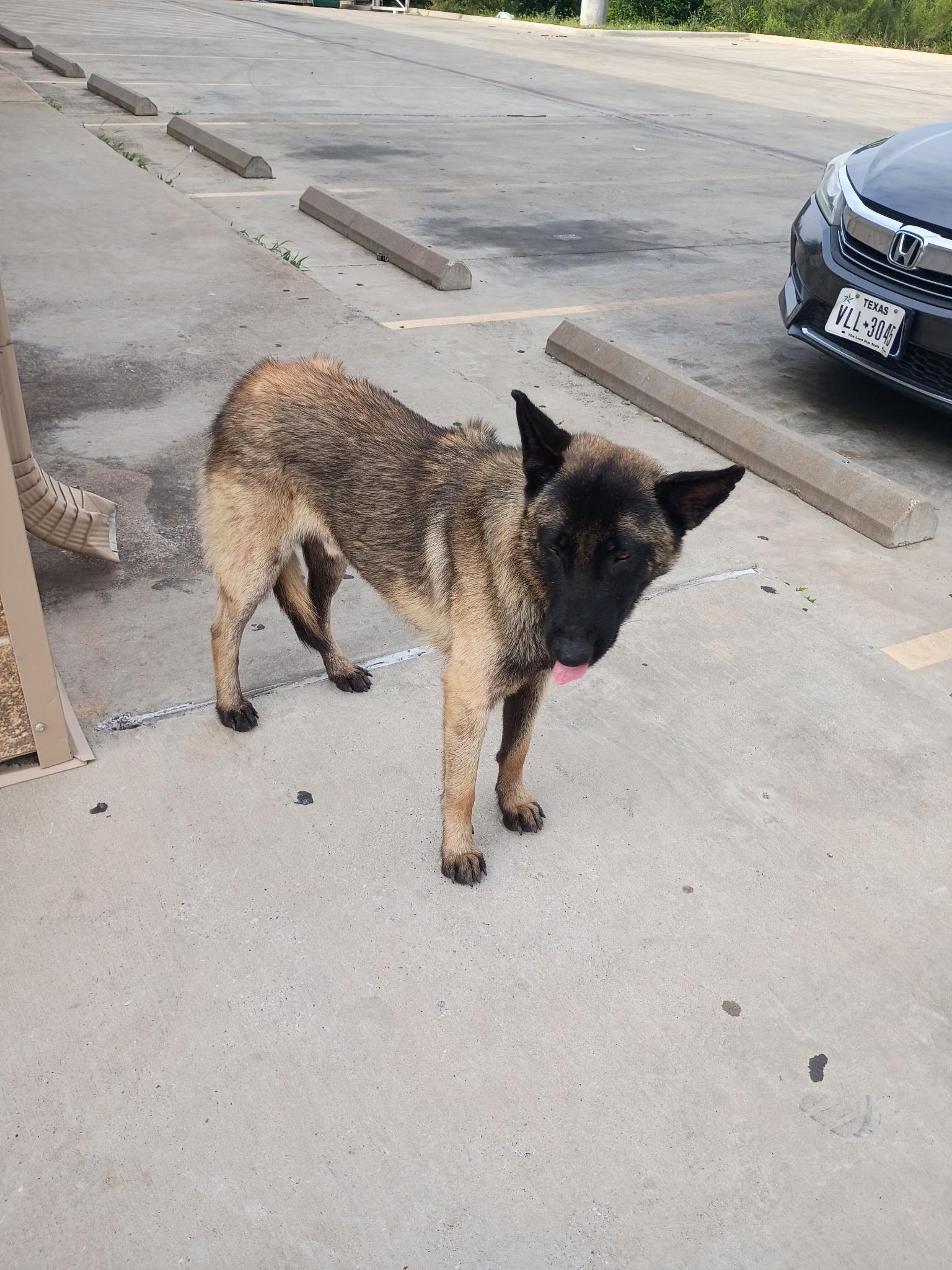 Enlarge Maxwell, a ADOPTABLE Belgian Shepherd / Malinois in Garland, TX image 4/4