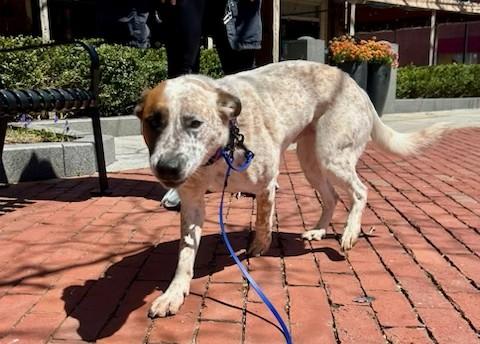 Enlarge Doc- MA, a Adoptable Australian Cattle Dog / Blue Heeler in Falmouth, MA image 3/5