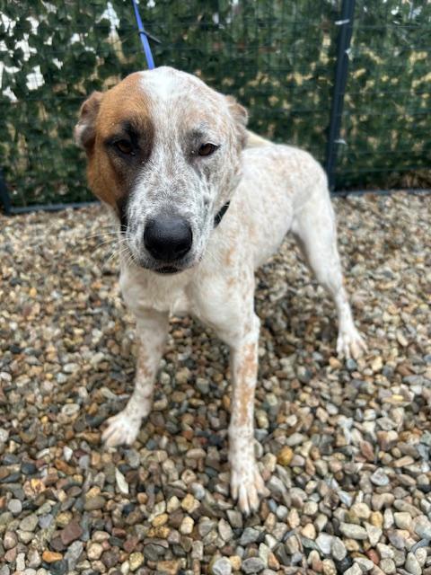 Hagen - MA, a Adoptable Australian Cattle Dog / Blue Heeler in Falmouth, MA image 1/5