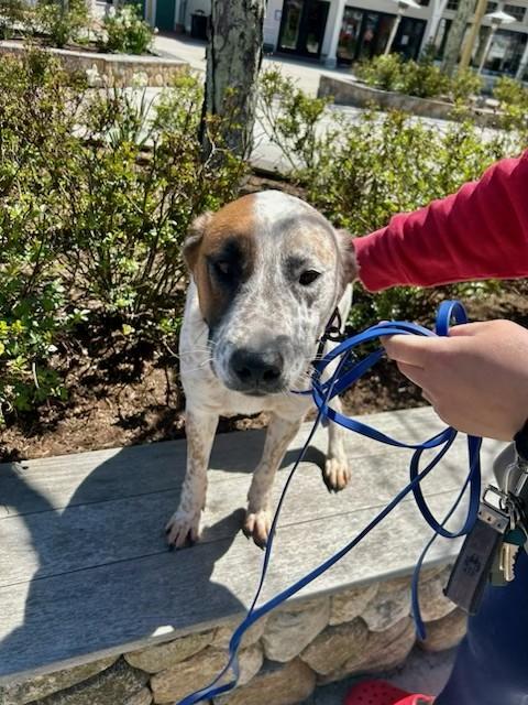 Enlarge Doc- MA, a Adoptable Australian Cattle Dog / Blue Heeler in Falmouth, MA image 2/5