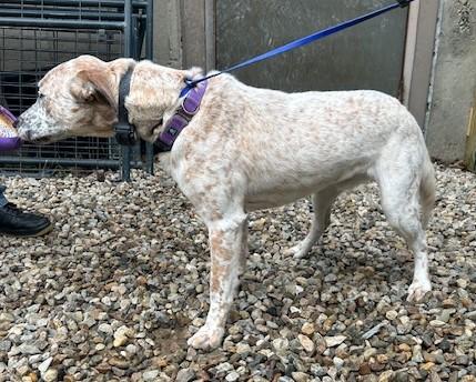 Hagen - MA, a Adoptable Australian Cattle Dog / Blue Heeler in Falmouth, MA image 2/5
