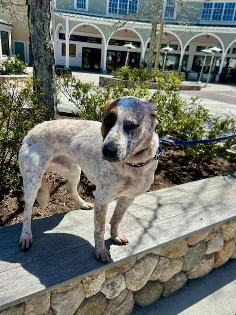Enlarge Doc- MA, a Adoptable Australian Cattle Dog / Blue Heeler in Falmouth, MA image 5/5