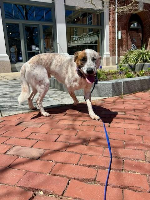 Enlarge Doc- MA, a Adoptable Australian Cattle Dog / Blue Heeler in Falmouth, MA image 4/5