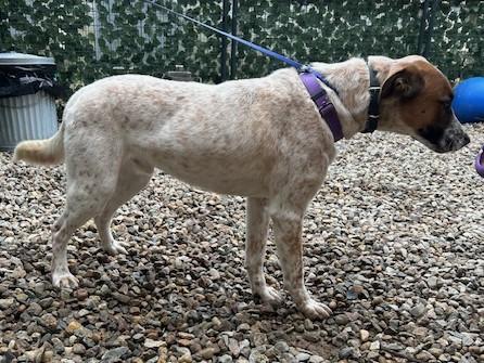Hagen - MA, a Adoptable Australian Cattle Dog / Blue Heeler in Falmouth, MA image 3/5