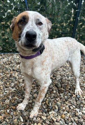 Hagen - MA, a Adoptable Australian Cattle Dog / Blue Heeler in Falmouth, MA image 4/5