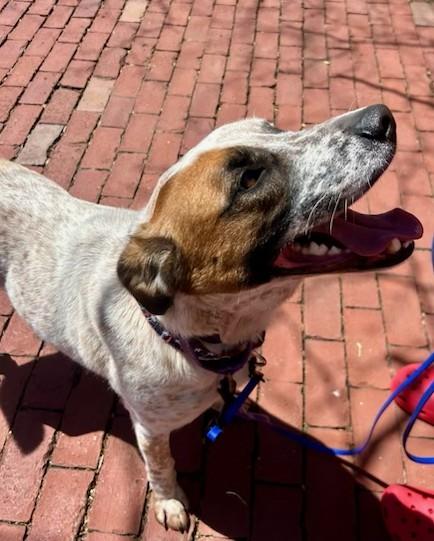 Doc- MA, Adoptable, Young Male Australian Cattle Dog / Blue Heeler.