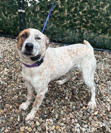 Hagen - MA, a Adoptable Australian Cattle Dog / Blue Heeler in Falmouth, MA image 5/5