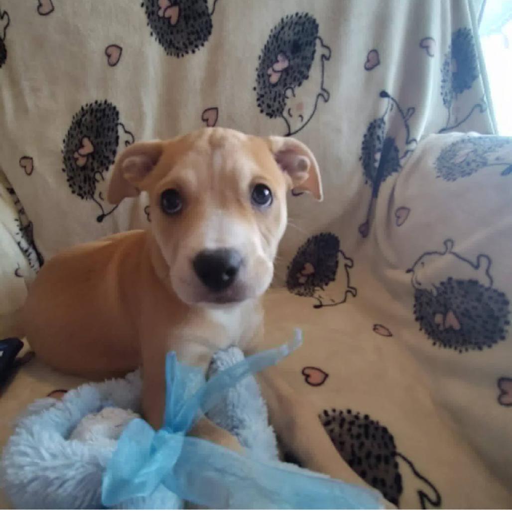Peppermint, a Adoptable mixed breed in Joliet, IL image 1/4