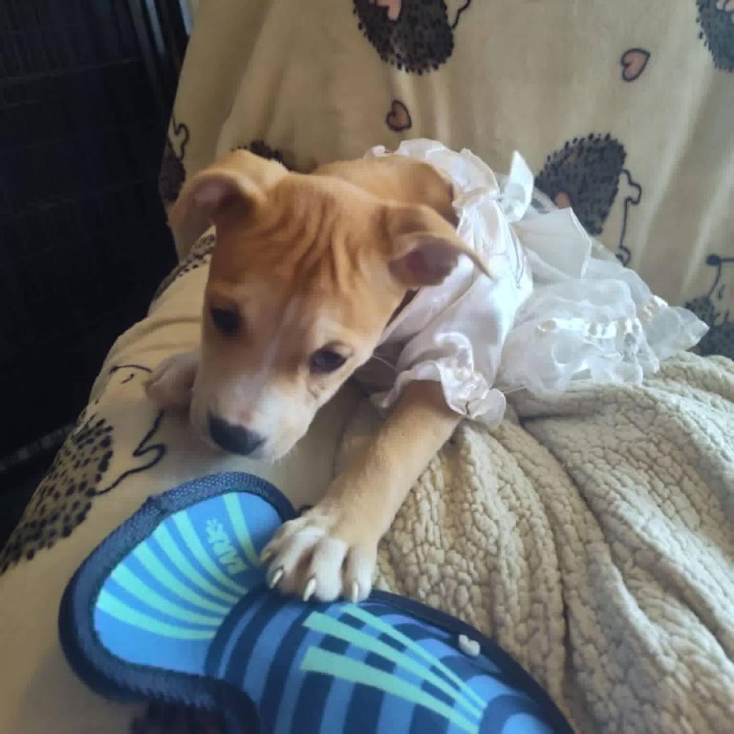 Peppermint, a Adoptable mixed breed in Joliet, IL image 2/4