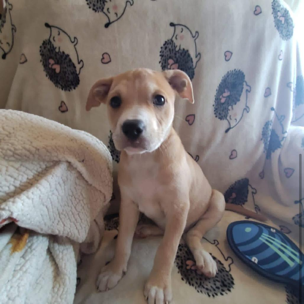Peppermint, a Adoptable mixed breed in Joliet, IL image 3/4