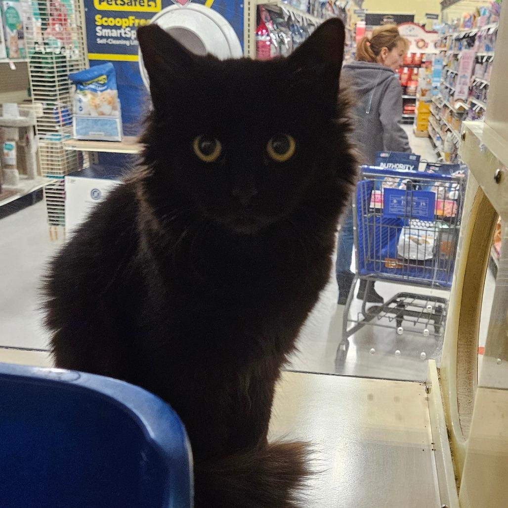 Enlarge Kalinda, a Adoptable Domestic Medium Hair in Las Vegas, NV image 1/1