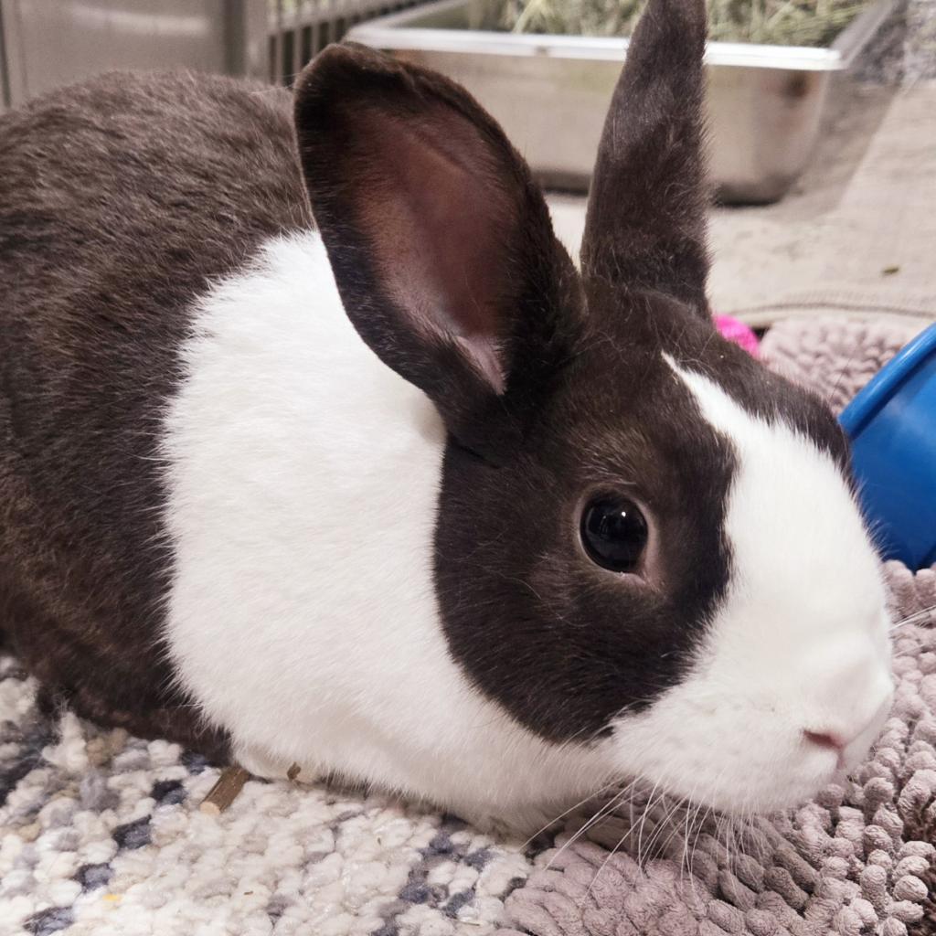 Donut, Adoptable, Adult Male Dutch.