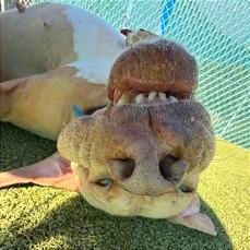 Lil Girl — thumbnail 2